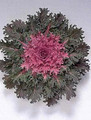 Flowering Kale Coral Queen Red