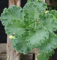 Flowering Cabbage Tokyo Series White on Green