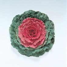 Flowering Cabbage Pigeon Series Red