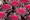 Flowering Cabbage Osaka Series Red
