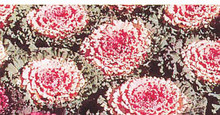 Flowering Cabbage Osaka Series Pink
