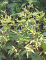 Filipendula Meadowsweet Ulmaria