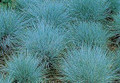 Ornamental Grass Seed - Festuca Fescue Valesiaca Glaucantha