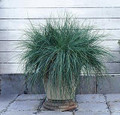 Ornamental Grass Seed - Festuca Fescue Glauca Festina