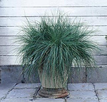 Ornamental Grass Seed - Festuca Fescue Glauca Festina
