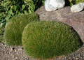Ornamental Grass Seed - Festuca Fescue Scoparia
