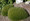 Ornamental Grass Seed - Festuca Fescue Scoparia