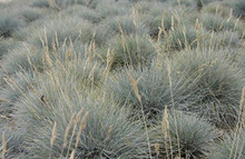 Ornamental Grass Seed - Festuca Fescue Ovina
