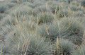 Ornamental Grass Seed - Festuca Fescue Ovina