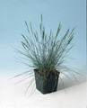 Ornamental Grass Seed - Festuca Fescue Glauca Blue