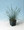 Ornamental Grass Seed - Festuca Fescue Glauca Blue