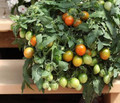 Tumbling Tiger Tomato