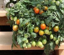 Tumbling Tiger Tomato