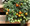 Tumbling Tiger Tomato