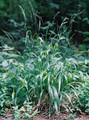 Ornamental Grass Seed - Fescue Gigantea