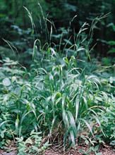 Ornamental Grass Seed - Fescue Gigantea