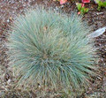 Ornamental Grass Seed - Fescue Elijah Blue