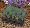 Ornamental Grass Seed - Fescue Amethystina