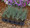 Ornamental Grass Seed - Fescue Amethystina