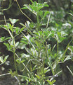 Herb Seeds - Fenugreek