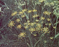 Herb Seeds - Fennel Non Bulbing