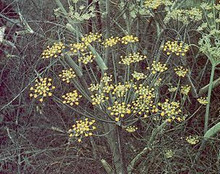 Herb Seeds - Fennel Non Bulbing