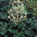 Fatsia Japonica