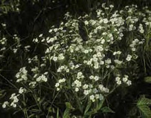 Eupatorium Joe Pye Maculatum