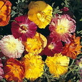 Eschscholzia Thai Silk Series Mix