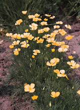 Eschscholzia California Poppy Sundew