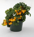 Sweet N Neat Yellow Tomato