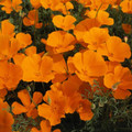Eschscholzia California Poppy Orange King