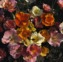 Eschscholzia California Poppy Mission Bells