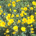 Eschscholzia California Poppy Golden West