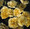 Eschscholzia California Poppy Buttermilk