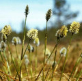 Ornamental Grass Seed - Eriophorum Vaginatum
