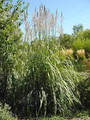 Ornamental Grass Seed - Erianthus Ravennae