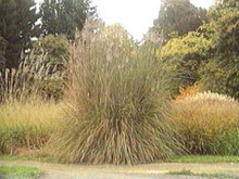 Ornamental Grass Seed - Erianthus Strictus