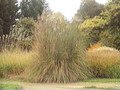 Ornamental Grass Seed - Erianthus Strictus