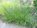 Ornamental Grass Seed - Eragrostis Trichoides