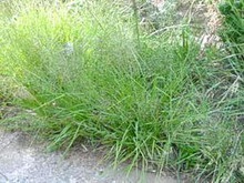 Ornamental Grass Seed - Eragrostis Trichoides