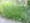 Ornamental Grass Seed - Eragrostis Trichoides