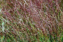 Ornamental Grass Seed - Eragrostis Teff