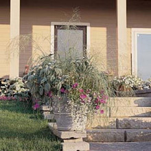 Ornamental Grass Seed - Eragrostis Elliotii Wind Dancer