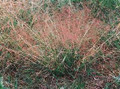 Ornamental Grass Seed - Eragrostis Spectabilis