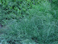 Ornamental Grass Seed - Eragrostis Elliotii Blue Eros