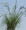 Ornamental Grass Seed - Eragrostis Curvula Weeping Love