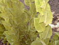 Endive Salad King