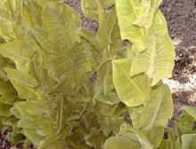 Endive Salad King