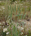 Ornamental Grass Seed - Elymus Virginicus